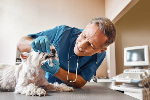 Best Walk-In Emergency Dentist in Jackson, WY